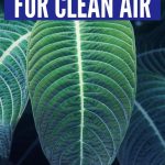 The Best Indoor Tropical Plants for Clean Indoor Air