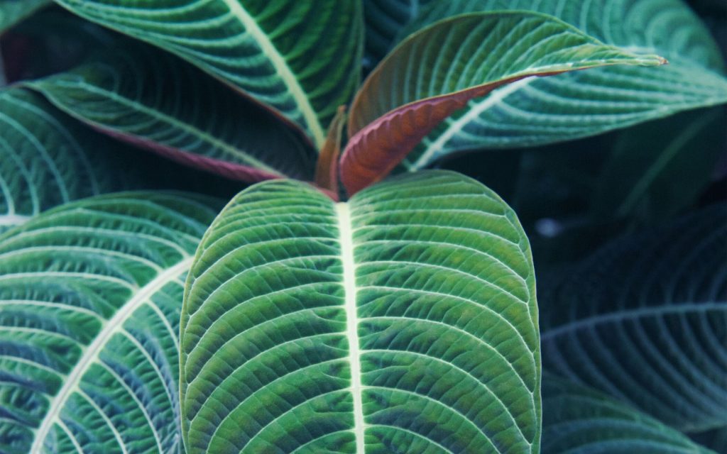 The Best Indoor Tropical Plants for Clean Indoor Air
